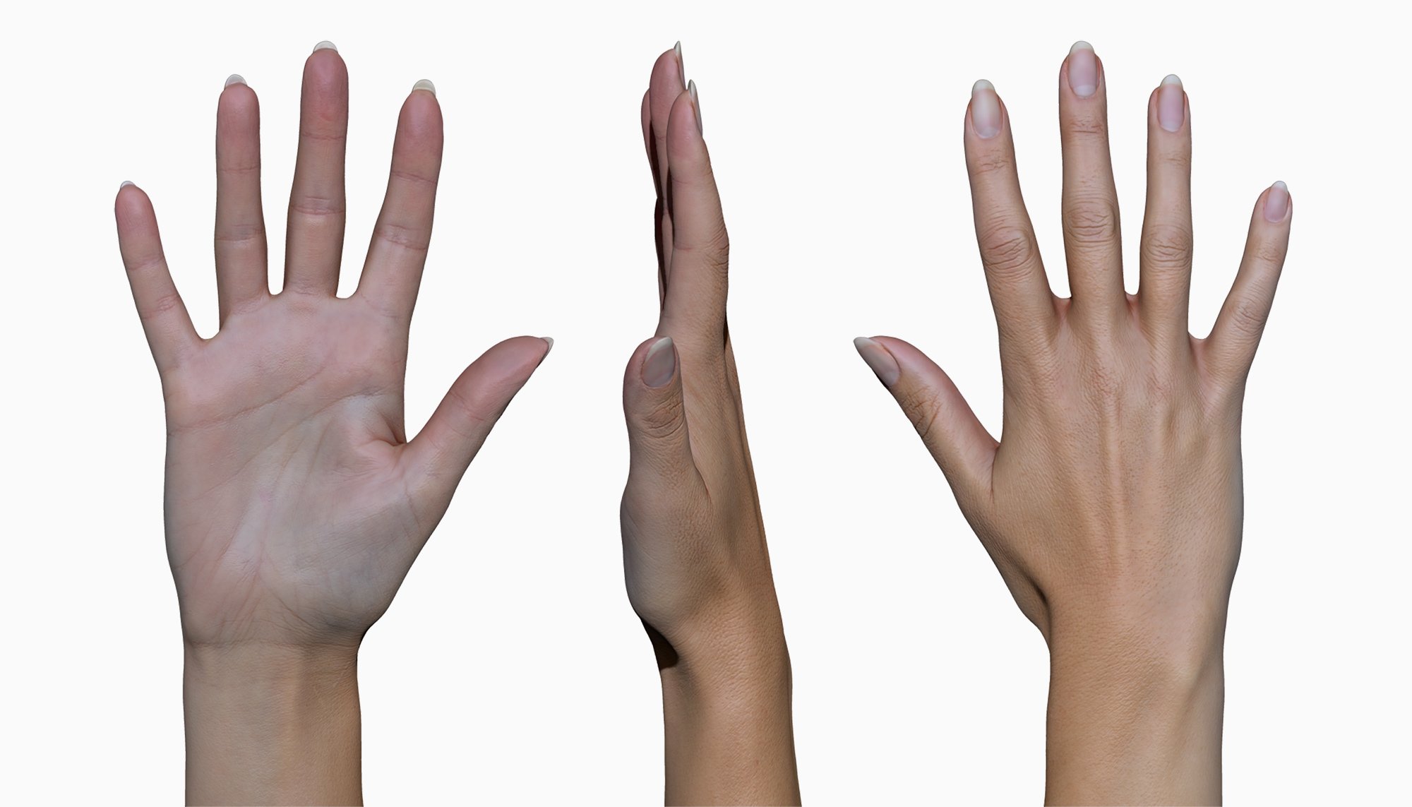 22 x Male and Female 3D Hand Scans